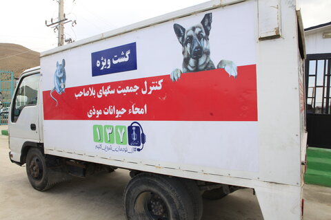 لزوم ساماندهی سگ‌های بلاصاحب در کرج/ افتتاح دومین پناهگاه